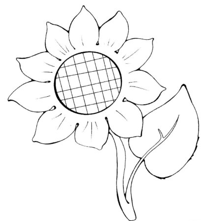 Подсолнух рисунок