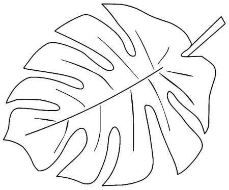 Листья Monstera вектор