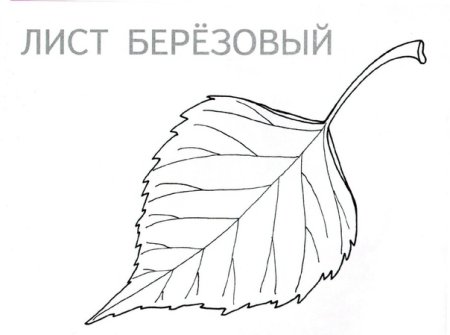 Лист березы раскраска