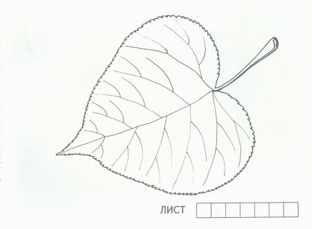 Лист липы раскраска