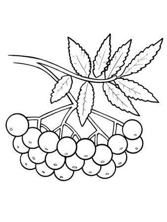 Рябина раскраска