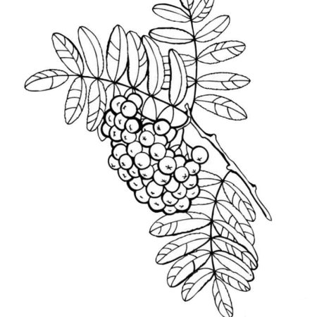 Кисть Рябинки гроздь Калинки рисование