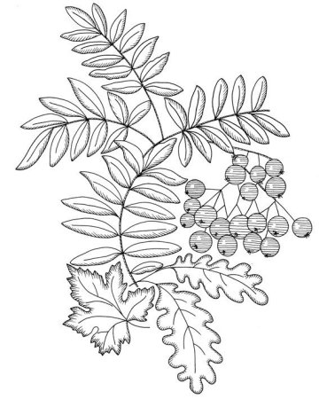 Лист рябины раскраска