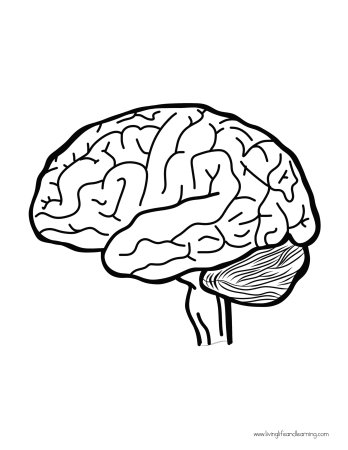 Трафарет рисунок головного мозга (39 фото)