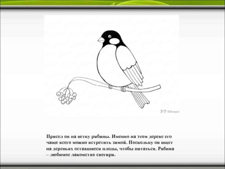Снегирь на ветке контур