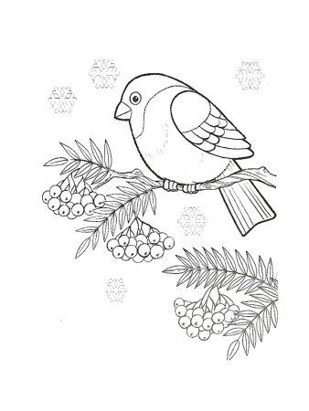 Снегирь рисунок карандашом