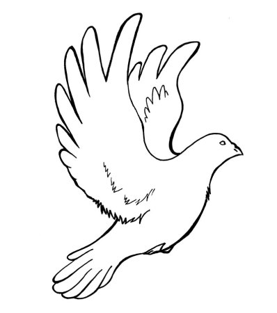 Голубь рисунок