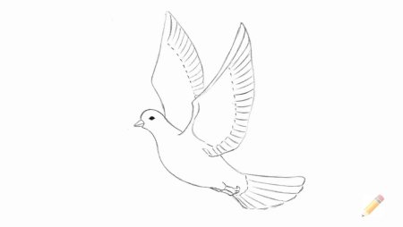Голубь рисунок