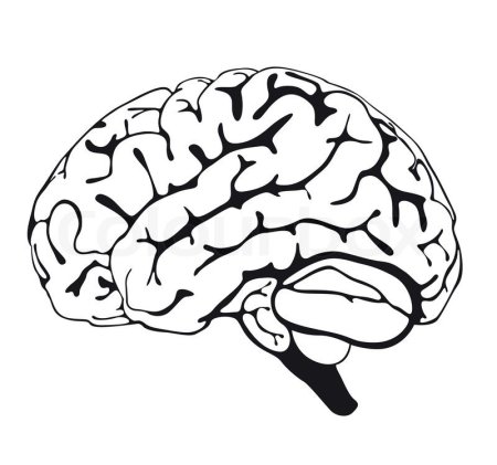 Трафарет рисунок головного мозга человека (37 фото)