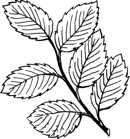 Листья раскраска