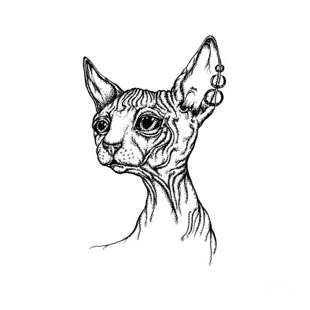Кот Донской сфинкс