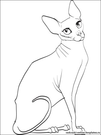 Раскраска сфинкс кошка