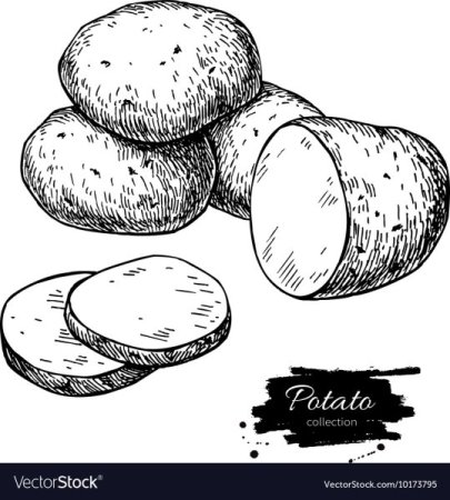 Картофель раскраска