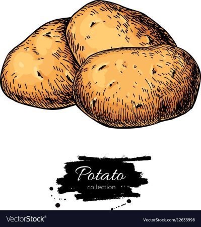 Картошка раскраска
