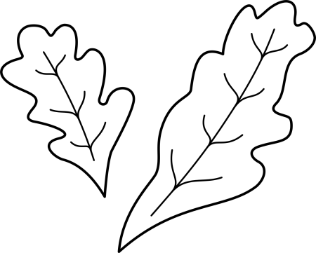 Лист дуба рисунок