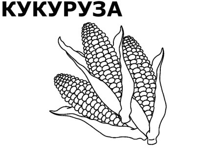 Початок кукурузы вектор