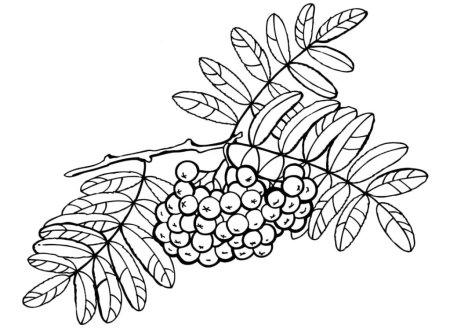 Рябина раскраска