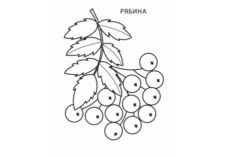 Ветка рябины раскраска для детей