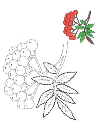 Рябина трафарет