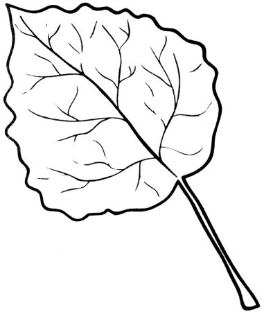 Лист осины контур