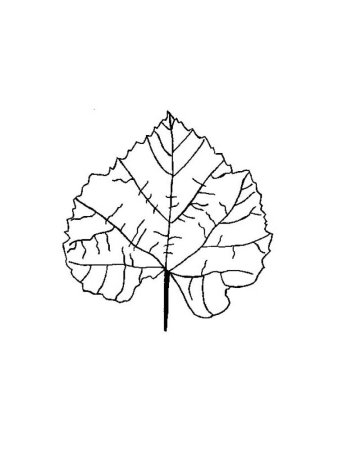 Листочки клена раскраска