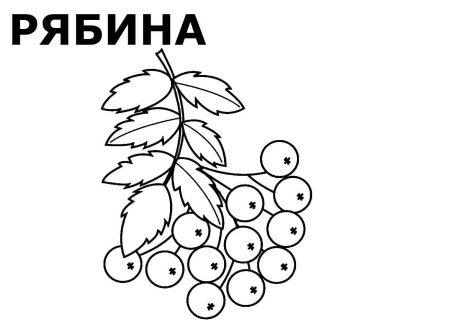 Кисть рябины раскраска