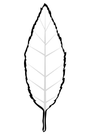 Лист клена раскраска