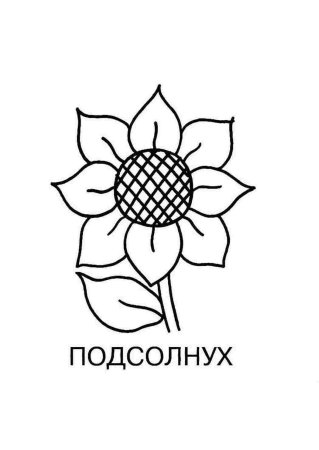 Раскраска цветы подсолнух