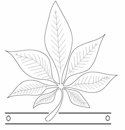 Лист каштана