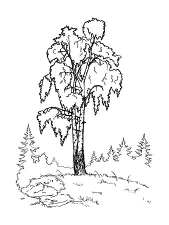 Береза раскраска