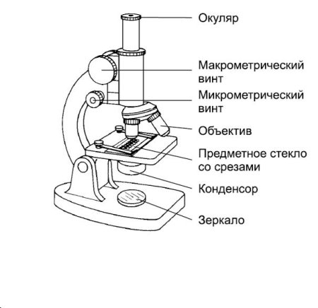Микроскоп вид сбоку чертеж