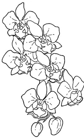 Трафарет орхидеи (49 фото)