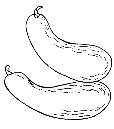 Кабачок раскраска