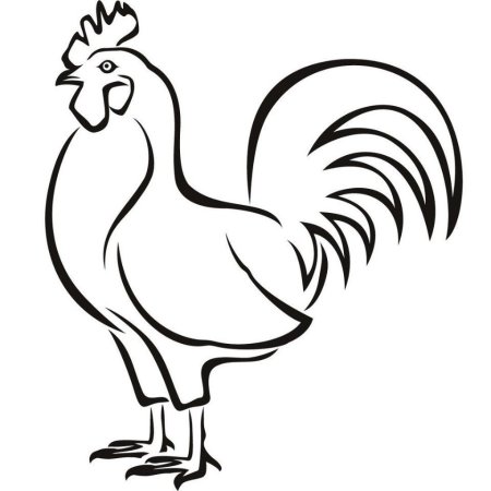 Петух раскраска
