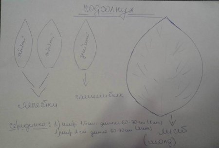 Лепестки Цветика семицветика шаблон
