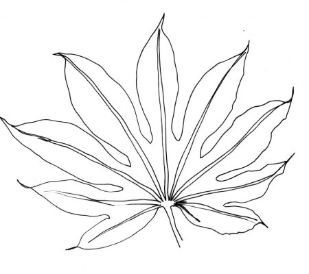 Листья Monstera вектор