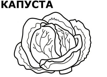 Капуста раскраска для детей