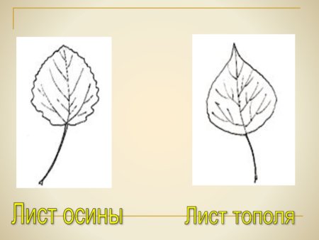 Лист липы рисунок