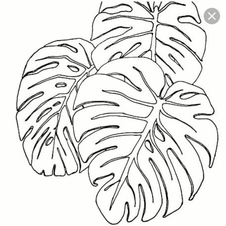 Monstera Leaf svg