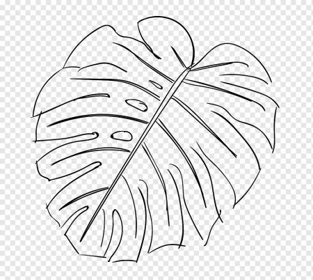 Листья Monstera вектор