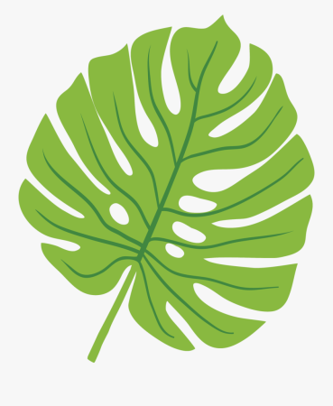 Листья Monstera вектор