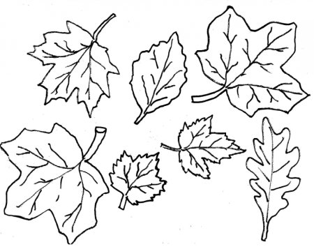 Трафарет кленовых листьев разных размеров для вырезания (48 фото)