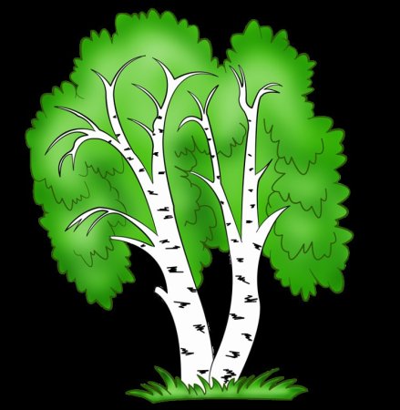 Дерево береза для ДОУ