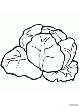 Рисунок капусты для раскрашивания