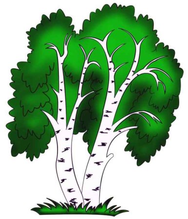 Береза картинка для детей