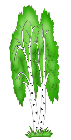 Береза трафарет