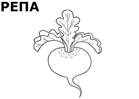 Корнеплоды раскраска для детей