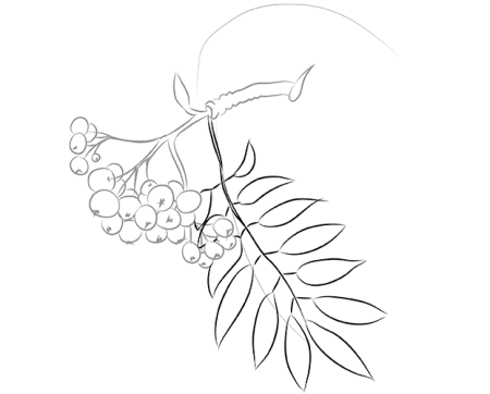 Лист калины рисунок