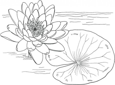 Кувшинка белая (Nymphaea Alba)