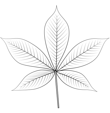 Лист каштана
